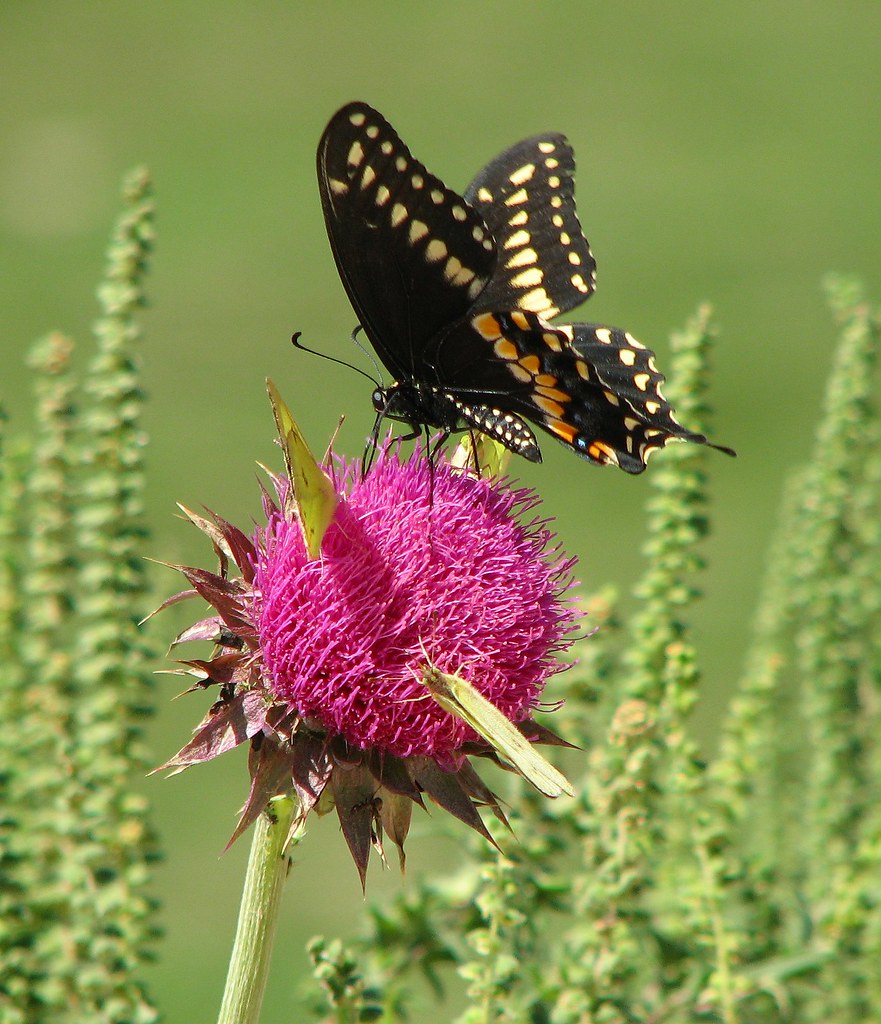 shorttailedswallowtail A Shorttailed Swallowtail shares s… Flickr