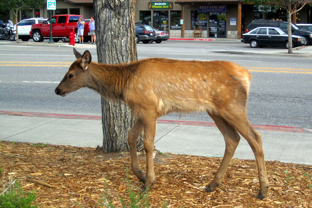 Colorado Estes Park Elk in the Parking Lot a photo on Flickriver