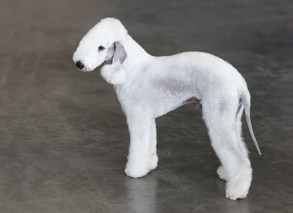 AKC Missoula June 2017 Bedlington Terrier SheltieBoy Flickr