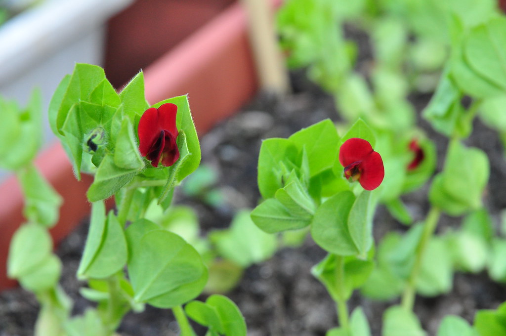Asparagus pea plants Benjamin Nolan Flickr
