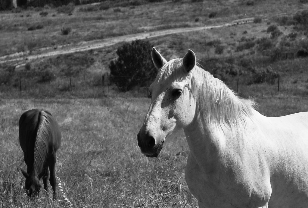 ¿de qué color es el caballo blanco de santiago?_kmr Flickr