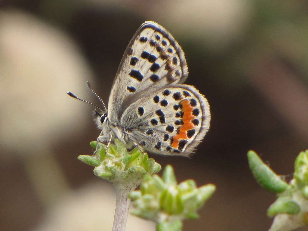 El Segundo Blue Butterfly, Euphilotes battoides allyni, fe… Flickr