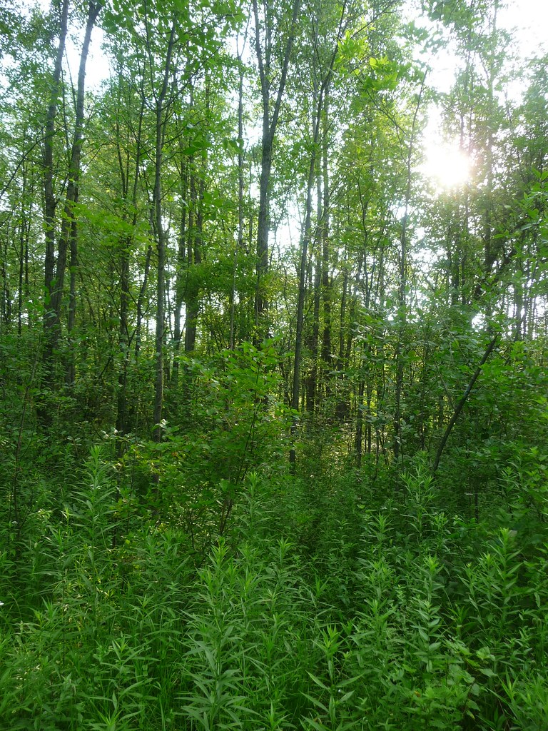 Michigan woods Rogue River, park, Belmont, Michigan. creed_400 Flickr