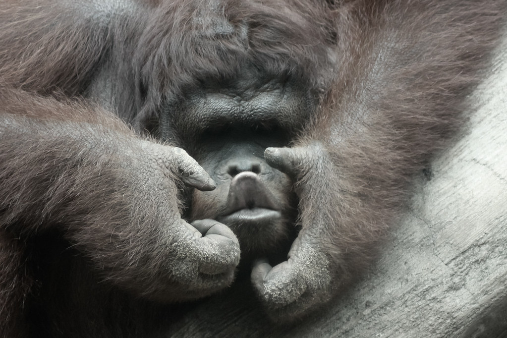 Kiss Orangutan at Schmutzer Primate Center, Ragunan Zoo. S… Flickr