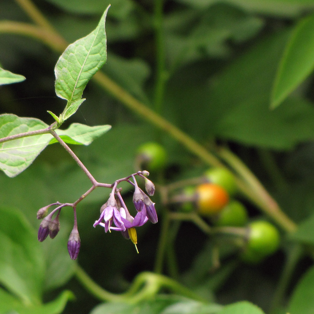 Bittersweet Nightshade Uses