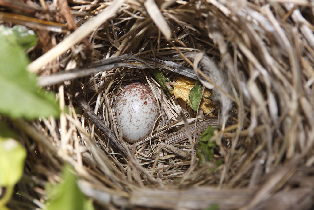 Song Sparrow's egg in it's nest.... 2 of 2 This egg was le… Flickr