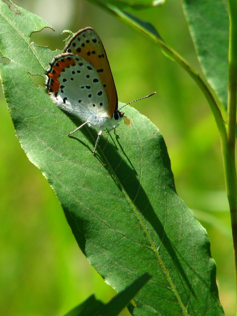 Bronze Copper West Lake, Winamac Fish & Wildlife Area, Pul… Flickr
