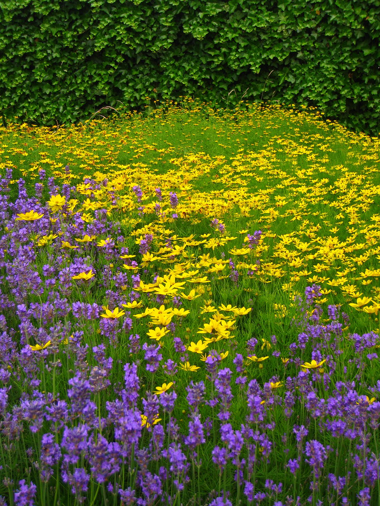 yellow and purple flowers, Leuven Kristel Van Loock Flickr