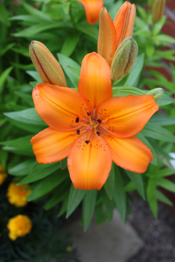 179/365 My Lillies 28.06.10 The Lillies in my back garden … Flickr