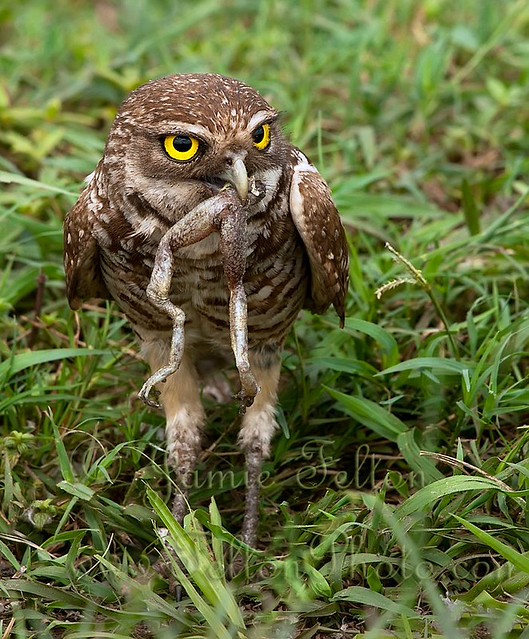 Burrowing owl eats a frog legs for breakfast Burrowing owl… Flickr