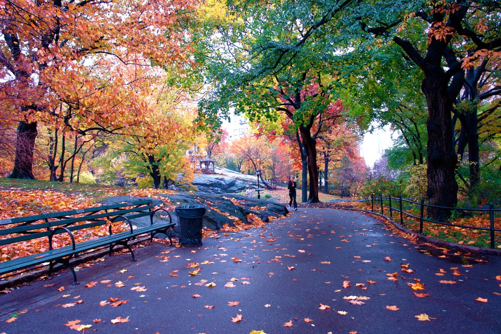 Fall Foliage Central Park Central Park in fall. Flickr