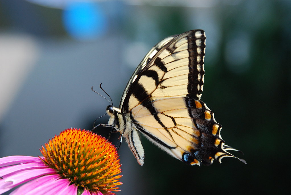 Butterflies Everywhere The butterflies in great numbers th… Flickr