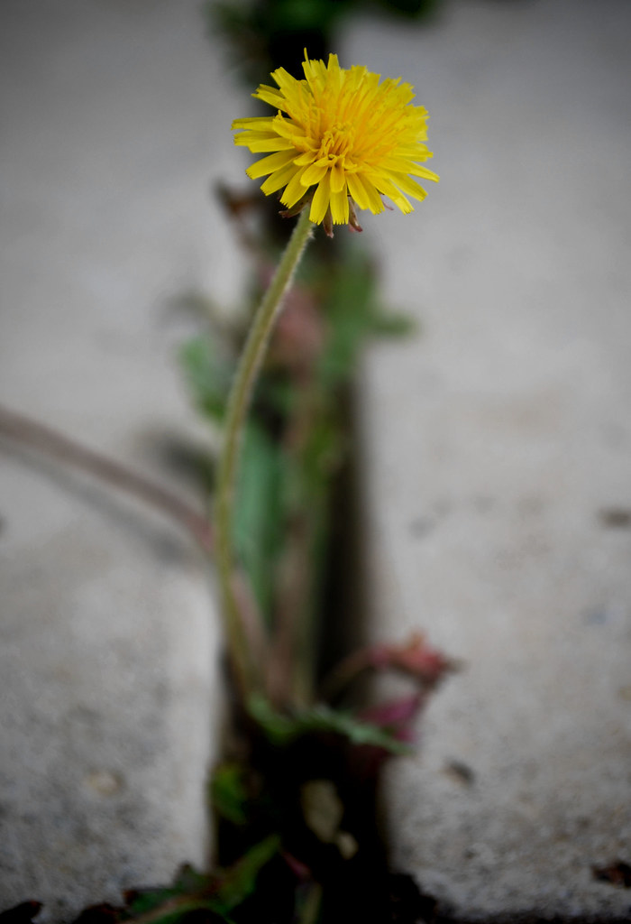 OneHundredForty “A weed is but an unloved flower.” Ella … Flickr