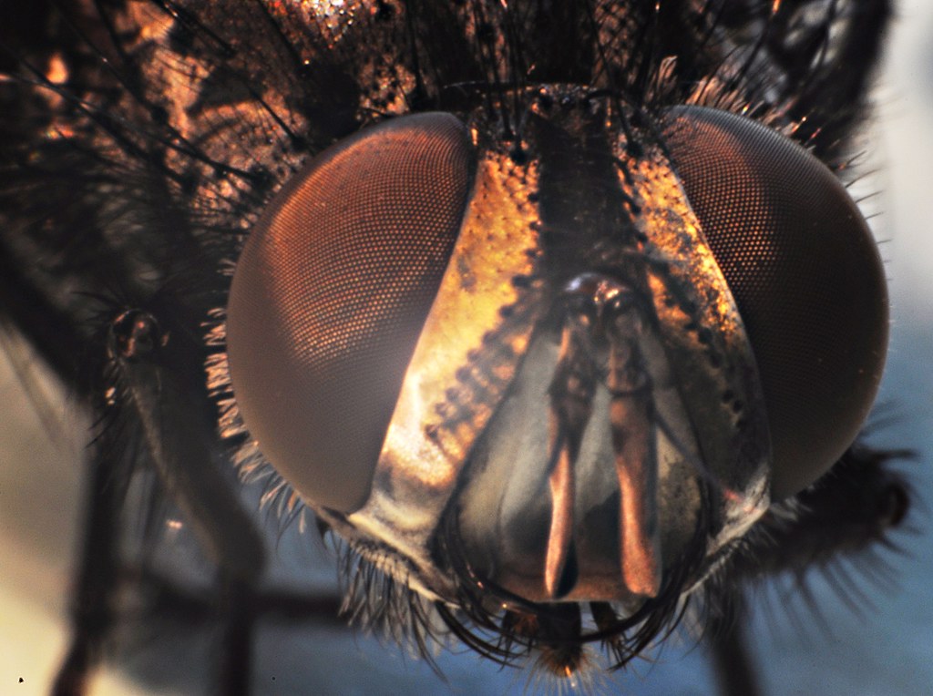 Portrait of a horsefly in my home studio My recently purch… Flickr