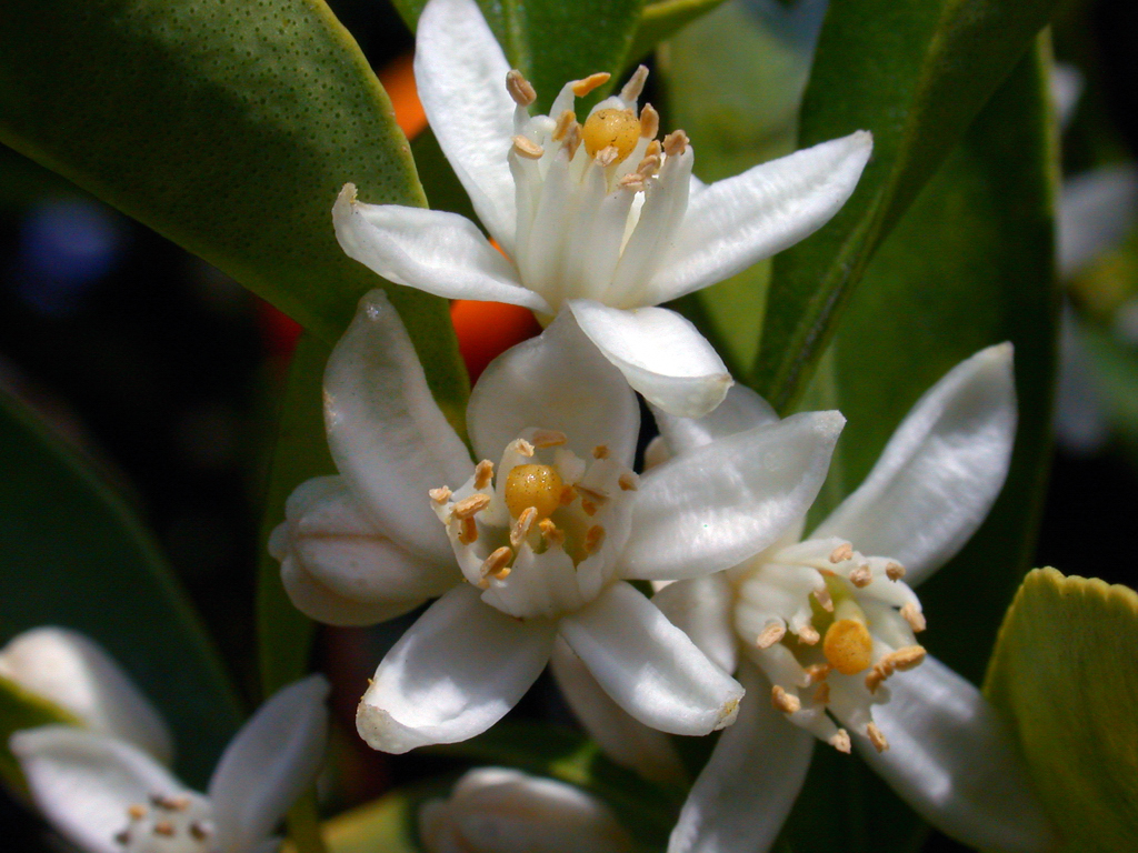 Kumquat Flowers C9580110DSCN7336_59175 Very small but… Flickr