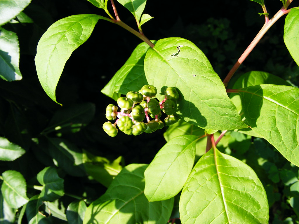 Poke Berries v1 Louisville, Kentucky USA August 2010 M W Flickr