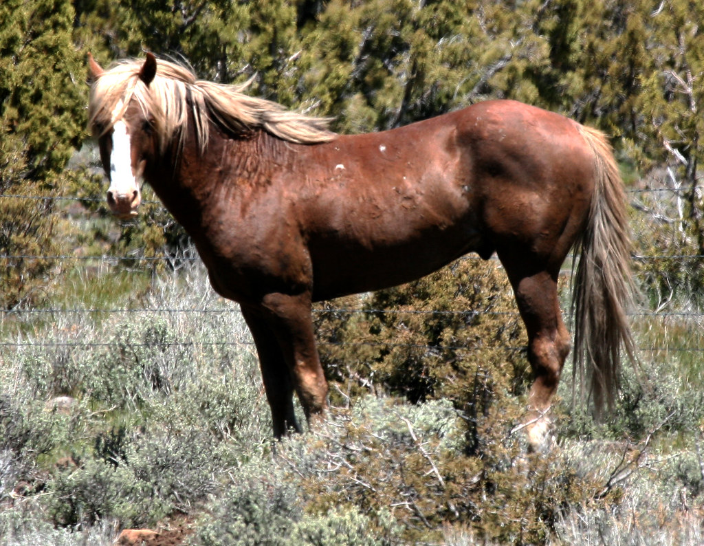 Twin Peaks Stallion Wild Horse, from the Twin Peaks Herd M… Flickr