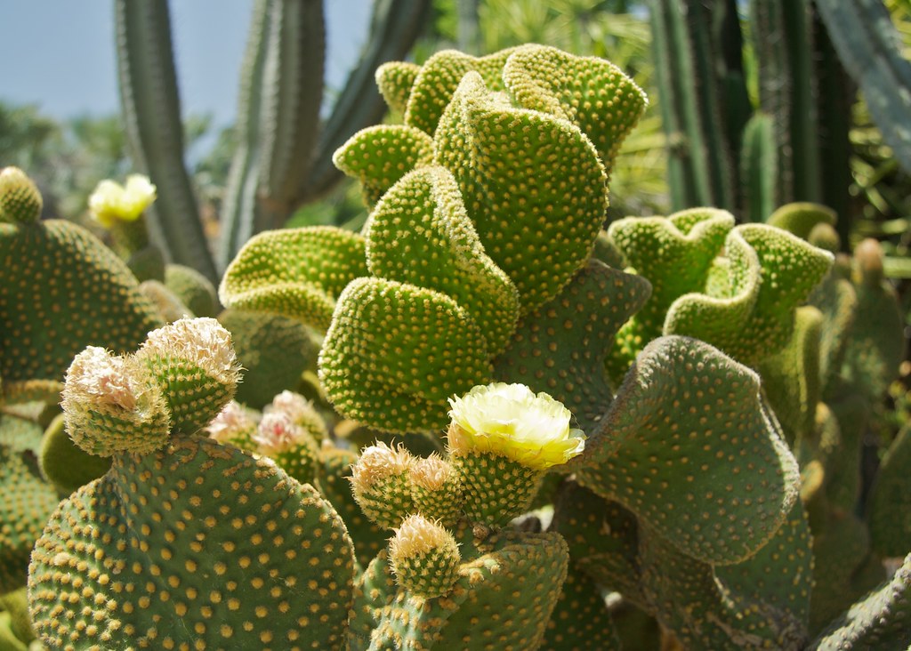 Huntington Desert Garden Cactus and Succulent Society of