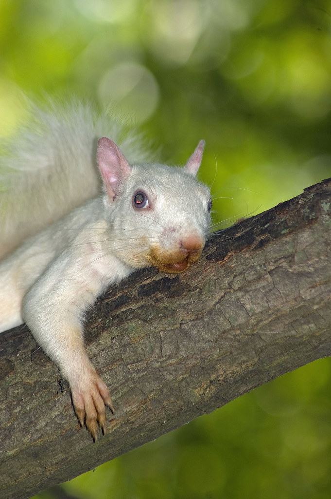 White Squirrels of Olney, IL (14Aug2010) 54 a photo on Flickriver