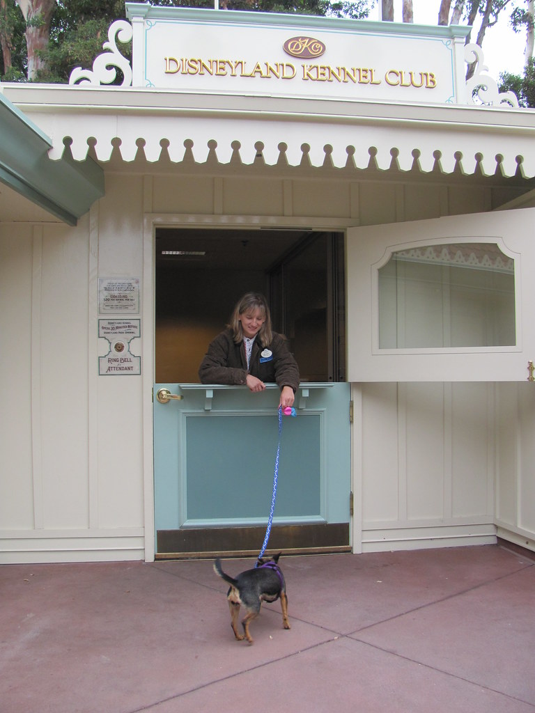 Poppins' first visit to the Disneyland Kennel Club Flickr