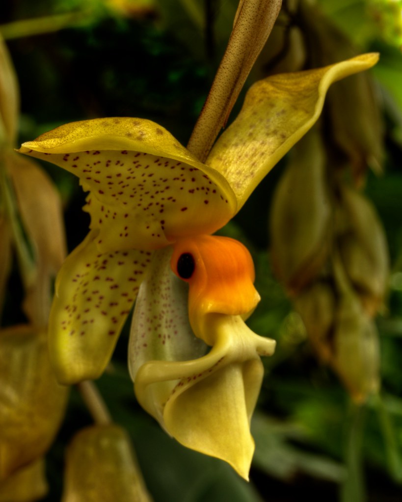 Stanhopea Wardii Upside Down Orchid © Brian Callahan 201… Flickr