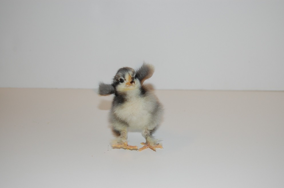 Bantam 3 joe lvl 1 Flickr