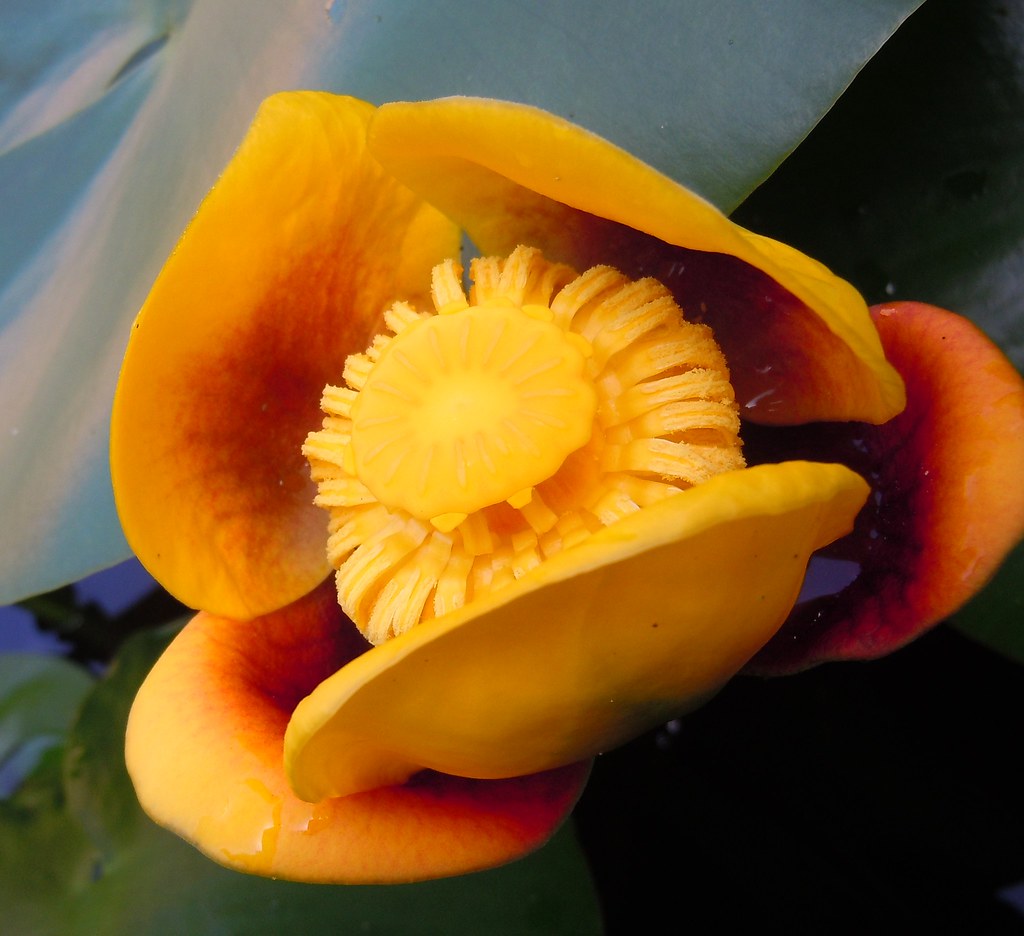 Lily pad flowah SaraSmo Flickr