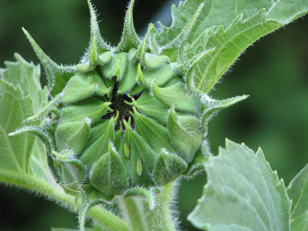 Sunflower The sunflower leaves are being eaten as well. Ev… Flickr