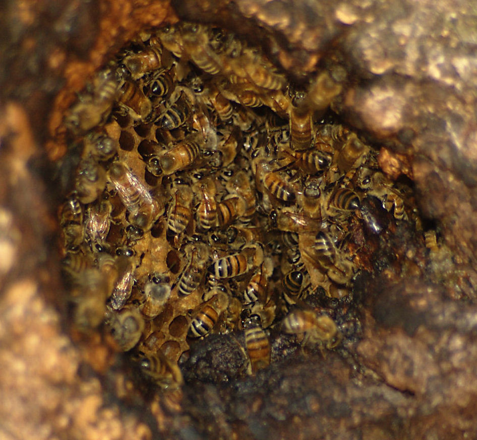Hive Cluster One of the four feral hives I've been keeping… Flickr