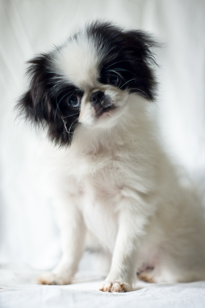 Portrait of Hilda Portrait of some Japanese Chin dogs that… Flickr