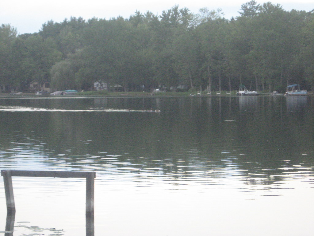 ducks swimming in Montcalm Lake Donna Flickr