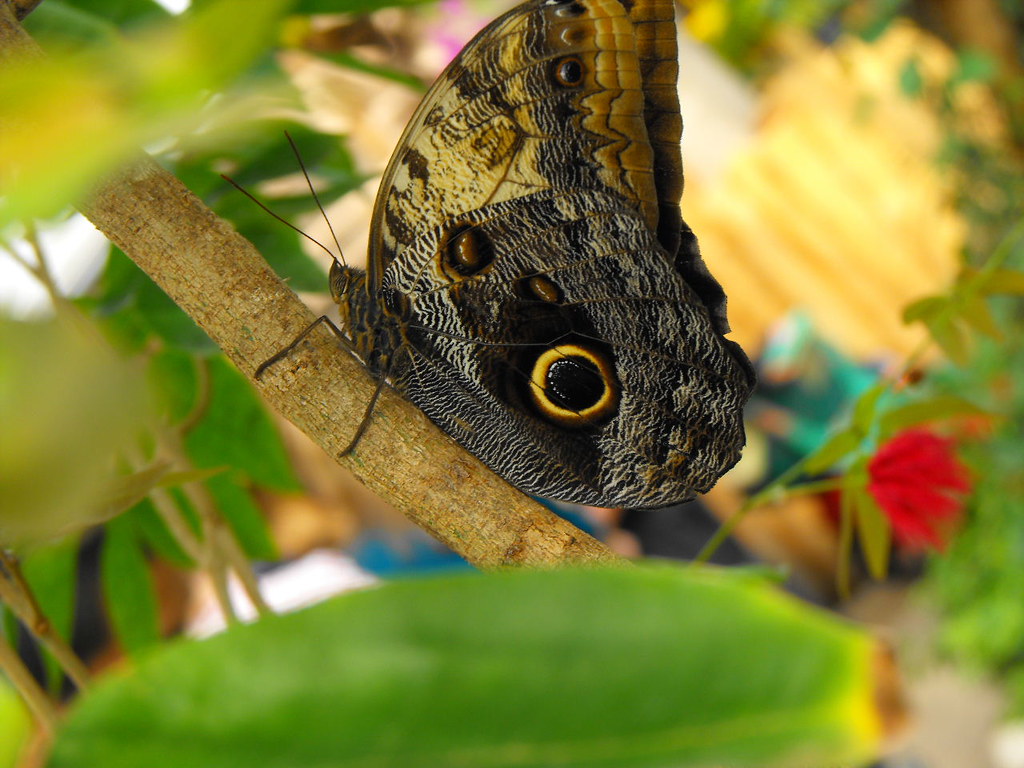 Chester Zoo Butterfly House. Taken on 10mp Fujifim. Flickr
