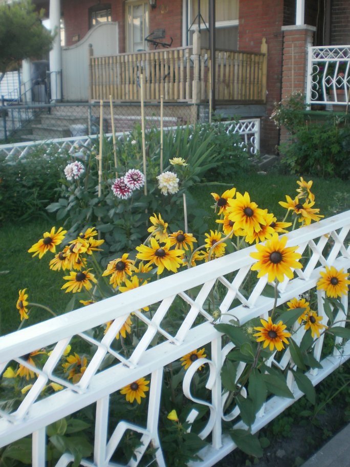 Kensington Market Flowers (1) The small flower gardens tha… Flickr