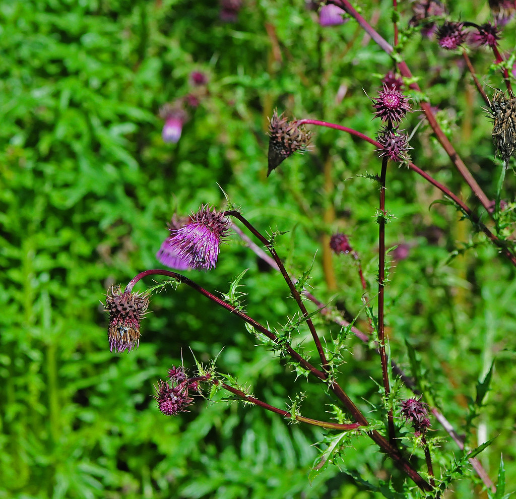 DSW_2990a Mescalero Thistle at Bluff Spring, Otero Co., NM… Flickr