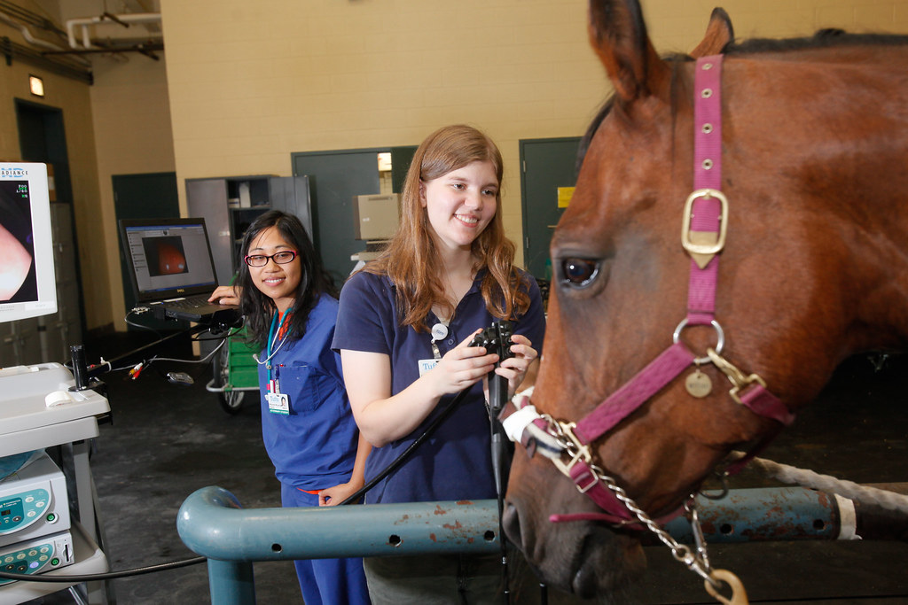 Veterinary Medicine Tufts University Cummings School of Ve… Flickr
