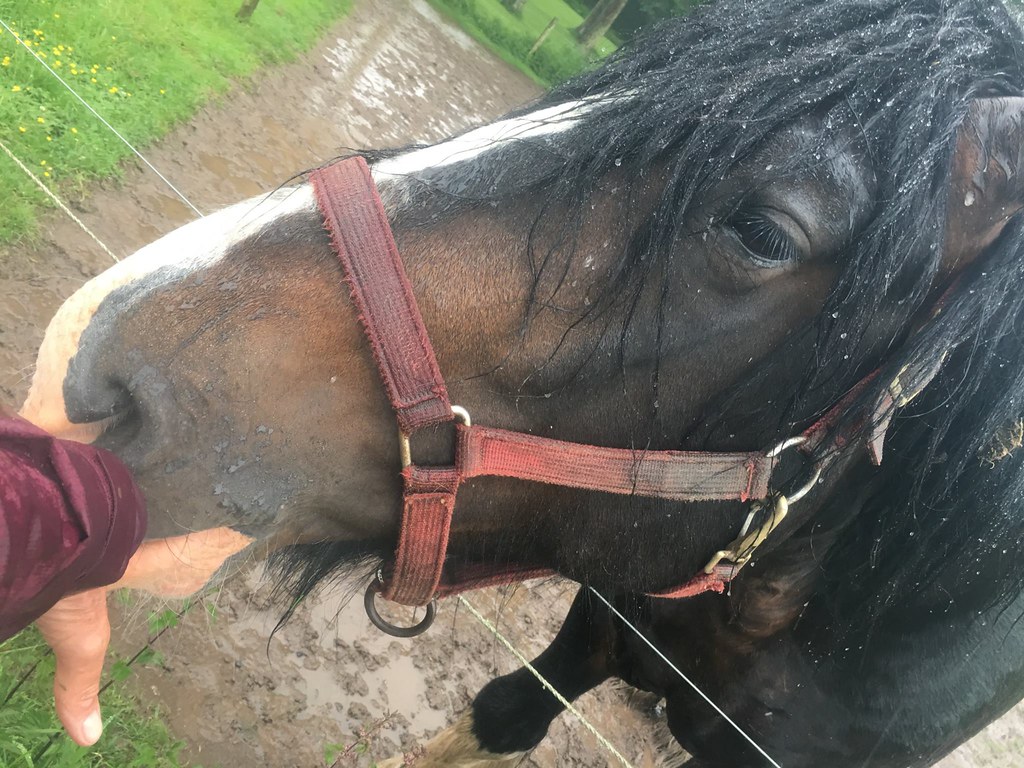 A bedraggled horse between Berwick On Tweed, Northumberlan… Flickr