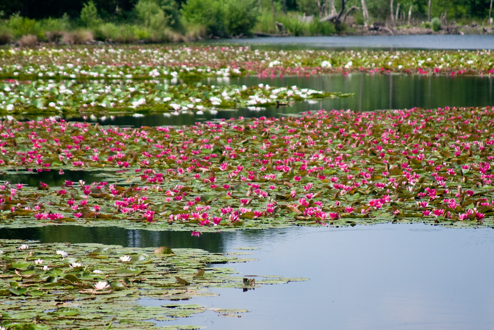 Time Out Country Walks near London Sunningdale to Windso… Flickr