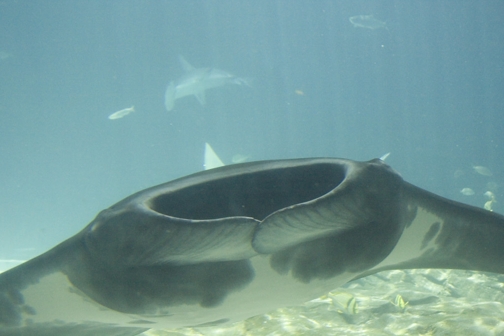 IMG_5800 Manta ray. Aquarium. Atlanta, jzunc Flickr