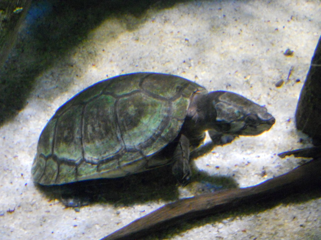 National Aquarium, Baltimore, MD Mystery Turtle lindsaysalemme Flickr