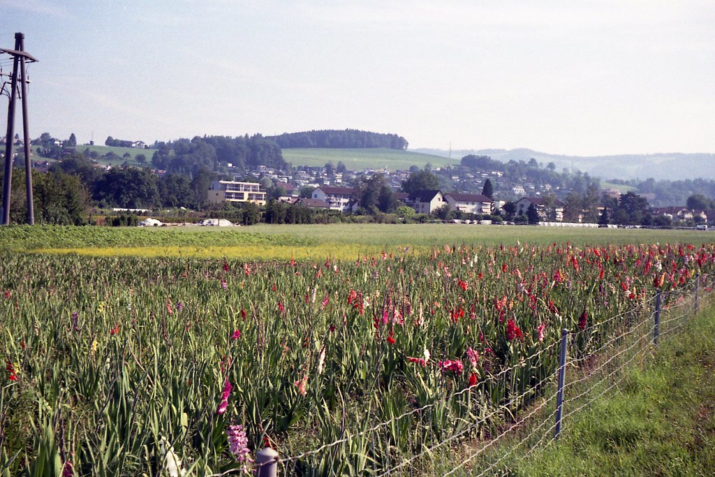 eps292 Market garden for cut flowers, Baar, Switzerland. A… Flickr