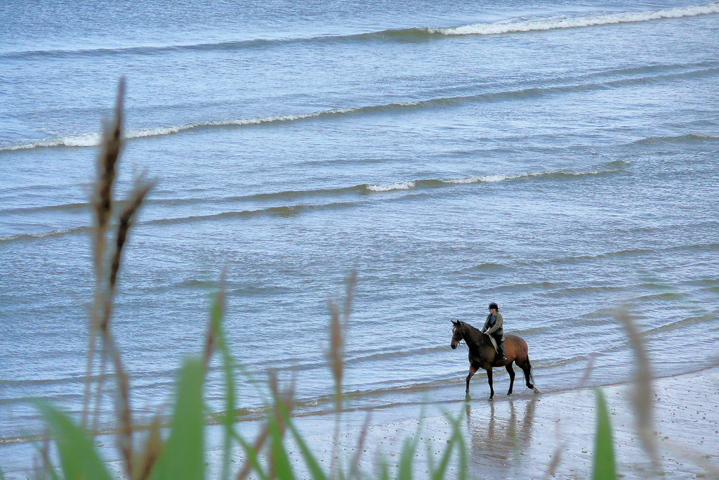 Horse Paddling Shiry29 Flickr