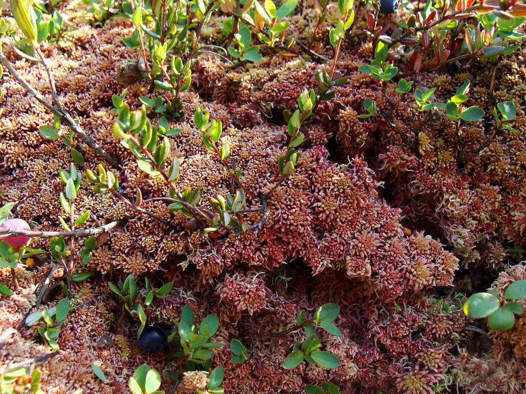 Ancient Peat Bog, Richmond, BC Flickr