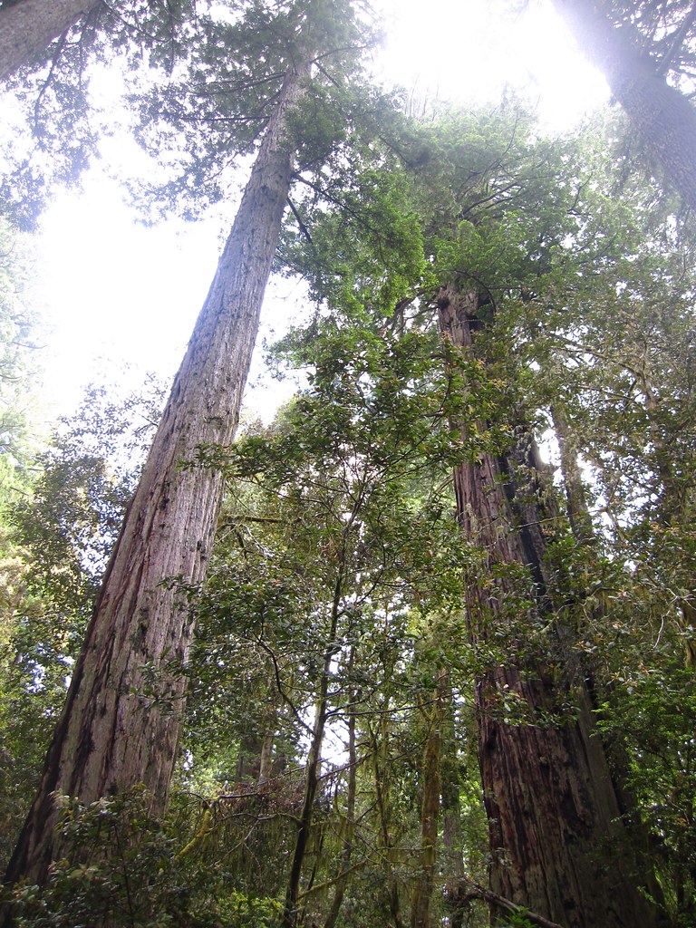 Redwood Forests Taken in Redwood National Park in Northern… Flickr