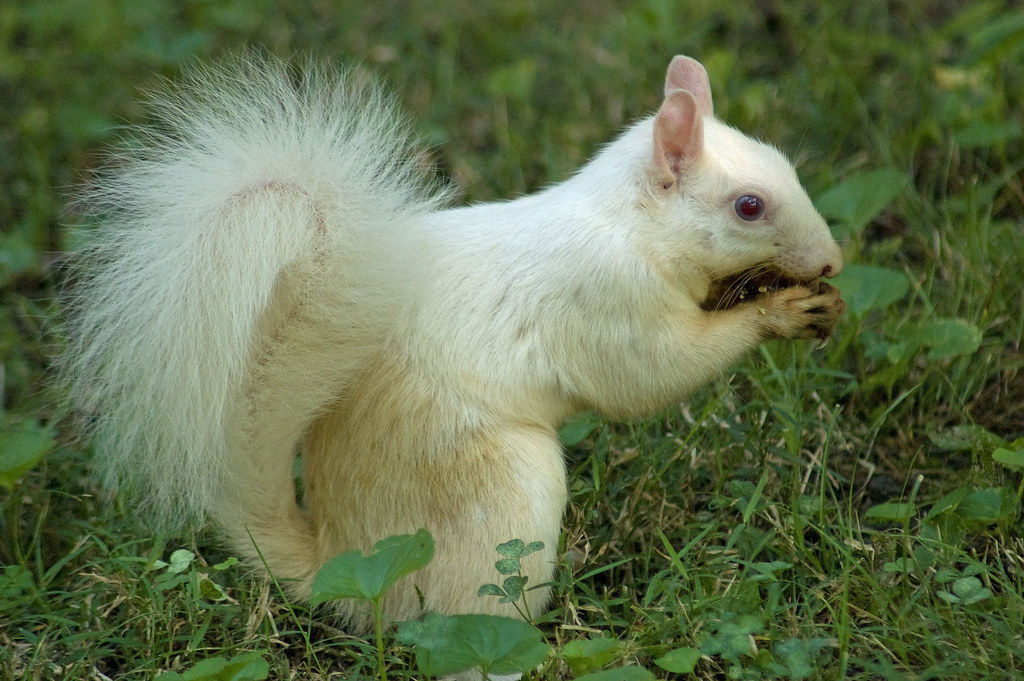 White Squirrels of Olney, IL (14Aug2010) 34 a photo on Flickriver