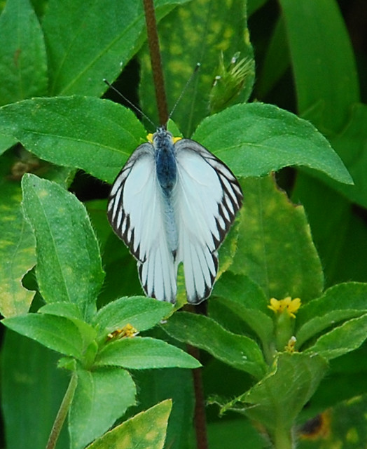 White butterfly Ron Knox 2001 Flickr