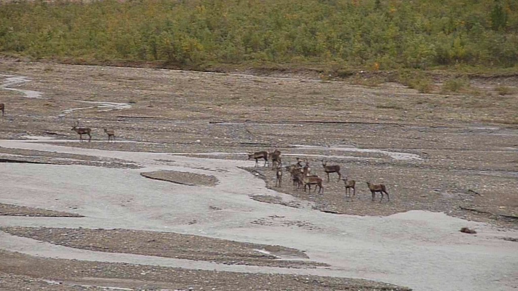 Caribou in Denali National Park, Alaska Matt Zimmerman Flickr