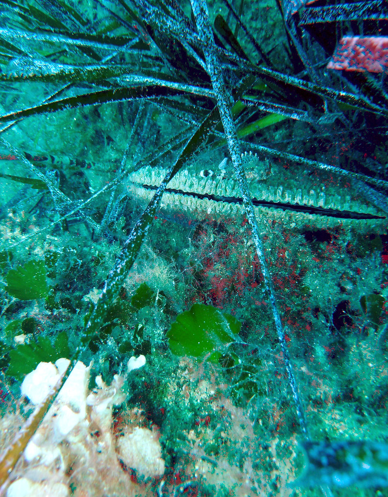 Noble pen shell and small rockfish Crete, Greece Flickr