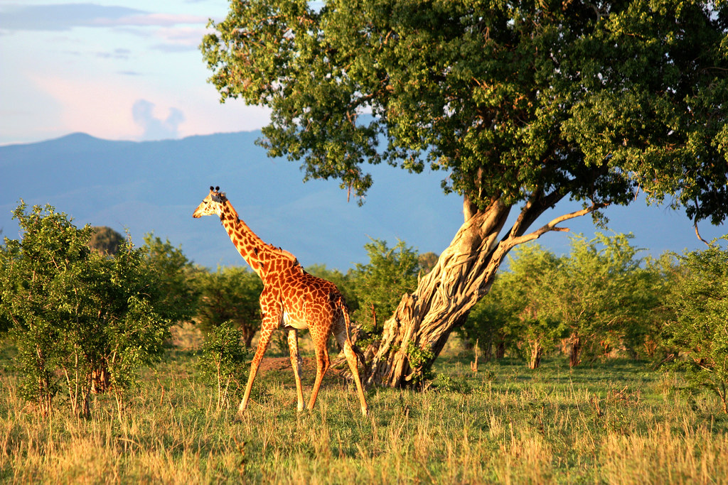 giraffe and baobab at Tarangire National Park, Tanzania José Eduardo Silva Flickr