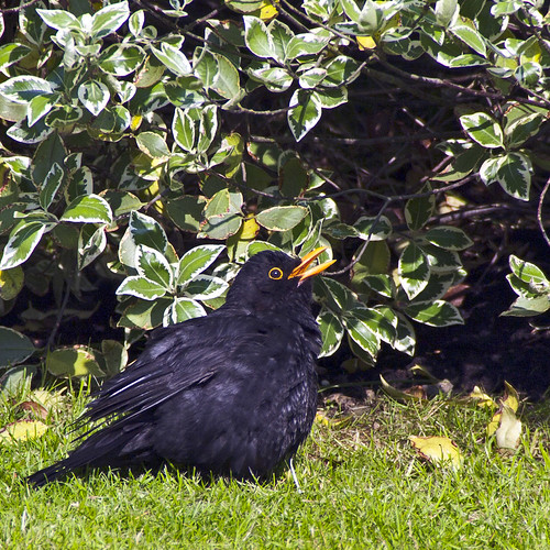 Sunbathing Blackbird (177/365/2010 _K7_2287) Project 365 … Flickr