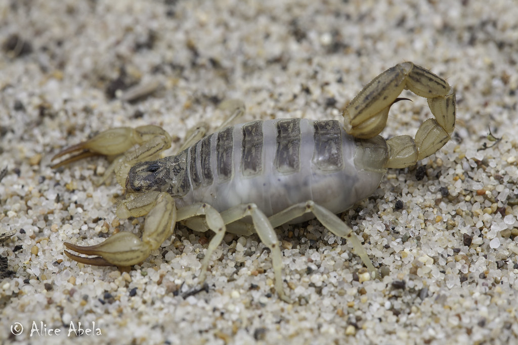 California Common Scorpion (Paruroctonus silvestrii) Flickr